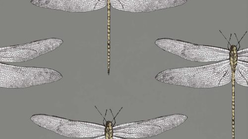 Demoiselle 111242